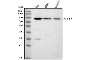 Western blot analysis of APPL1 using anti-APPL1 antibody (ABIN7602658).