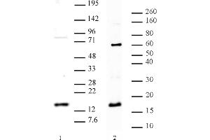 Histone H3 dimethyl Arg8 asymmetric pAb tested by Western blot. (Histone 3 antibody  (2meArg8 (asymetric)))
