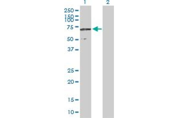 CCDC155 antibody  (AA 1-562)