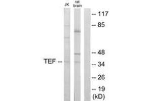 Western Blotting (WB) image for anti-Thyrotrophic Embryonic Factor (TEF) (AA 211-260) antibody (ABIN2889561) (TEF antibody  (AA 211-260))