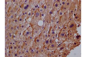 Immunohistochemistry of paraffin-embedded human adrenal gland tissue using ABIN7156606 at dilution of 1:100