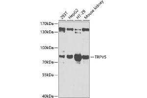 Western blot analysis of extracts of various cell lines, using TRPV5 antibody (ABIN6128841, ABIN6149606, ABIN6149607 and ABIN6222132) at 1:1000 dilution. (TRPV5 antibody  (AA 1-325))