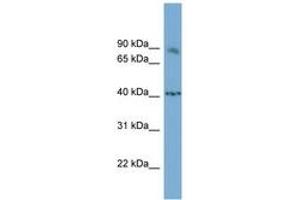 Image no. 1 for anti-Nuclear Factor of Activated T-Cells, Cytoplasmic, Calcineurin-Dependent 1 (NFATC1) (AA 755-804) antibody (ABIN6741912)