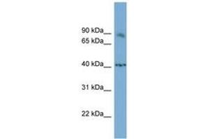 Image no. 1 for anti-Nuclear Factor of Activated T-Cells, Cytoplasmic, Calcineurin-Dependent 1 (NFATC1) (AA 755-804) antibody (ABIN6741912) (NFATC1 antibody  (AA 755-804))