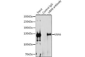 Immunoprecipitation analysis of 200 μg extracts of 293T cells, using 3 μg UB antibody (ABIN6129502, ABIN6149769, ABIN6149771 and ABIN6223415). (UBA6 antibody  (AA 1-260))