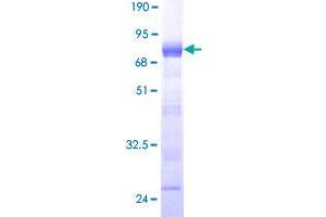 Image no. 1 for Sperm Specific Antigen 2 (SSFA2) (AA 1-267) protein (GST tag) (ABIN1321399) (SSFA2 Protein (AA 1-267) (GST tag))