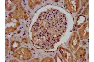 IHC image of ABIN7143601 diluted at 1:400 and staining in paraffin-embedded human kidney tissue performed on a Leica BondTM system. (AGRN antibody  (AA 968-1130))