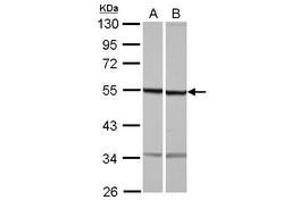 Image no. 1 for anti-Tubulin, beta 1 (TUBB1) (AA 14-260) antibody (ABIN1501568) (TUBB1 antibody  (AA 14-260))