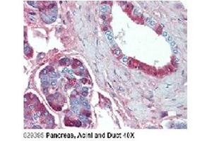 Immunohistochemical staining of JAG1 using anti-Jagged-1 (human), mAb (J1G53-3)  in Pancreas, Acini and Duct (2. (JAG1 antibody)