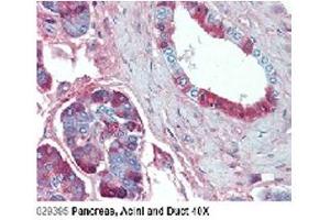 Immunohistochemical staining of JAG1 using anti-Jagged-1 (human), mAb (J1G53-3)  in Pancreas, Acini and Duct (2.