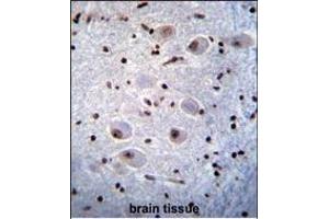 X6 Antibody (ABIN656844 and ABIN2846051) immunohistochemistry analysis in formalin fixed and raffin embedded human brain tissue followed by peroxidase conjugation of the secondary antibody and DAB staining. (PAX6 antibody)