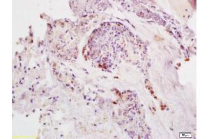 SDHD antibody  (AA 81-159)