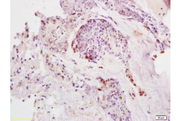 SDHD antibody  (AA 81-159)