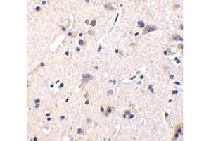 Image no. 1 for anti-GDNF Family Receptor alpha 1 (GFRA1) (AA 369-382) antibody (ABIN201472) (GFRA1 antibody  (AA 369-382))