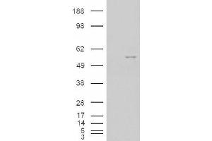 HEK293 overexpressing NOVA1 (ABIN5405914) and probed with ABIN334449 (mock transfection in first lane). (NOVA1 antibody  (Internal Region))