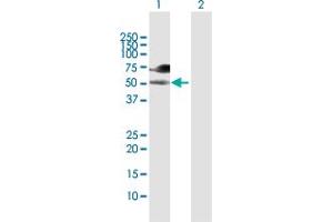 Western Blot analysis of WASF3 expression in transfected 293T cell line by WASF3 MaxPab polyclonal antibody. (WASF3 antibody  (AA 1-499))