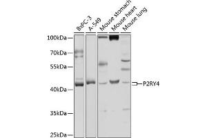 Western blot analysis of extracts of various cell lines, using P2RY4 antibody (ABIN3017281, ABIN3017282, ABIN3017283 and ABIN6220021) at 1:1000 dilution. (P2RY4 antibody  (AA 286-365))