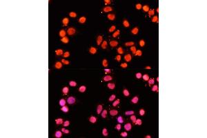 Immunofluorescence (IF) image for anti-X-Ray Repair Complementing Defective Repair in Chinese Hamster Cells 1 (XRCC1) (AA 1-320) antibody (ABIN1683300)