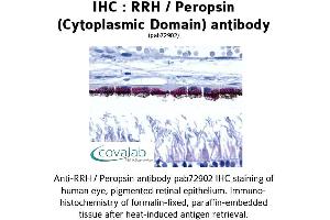 Image no. 1 for anti-Peropsin (RRH) (3rd Cytoplasmic Domain) antibody (ABIN1738966)