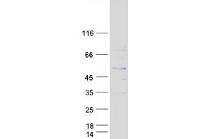 Validation with Western Blot (PSMB8 Protein (Transcript Variant 1) (Myc-DYKDDDDK Tag))