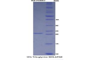 SDS-PAGE analysis of Rat PARK7 Protein. (PARK7/DJ1 Protein)