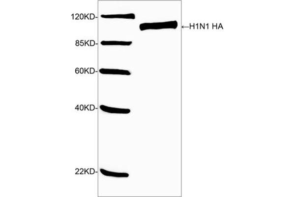 Hemagglutinin antibody  (AA 200-250)