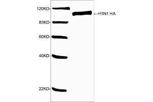 Western blot analysis of H1N1 HA recombinant protein using H1N1 HA Antibody (ABIN399080, 1 µg/mL) The signal was developed with IRDyeTM 800 Conjugated Goat Anti-Rabbit IgG.