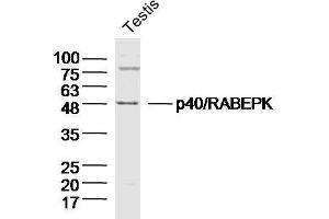 Mouse testis lysates probed with p40/RABEPK Polyclonal Antibody  at 1:300 overnight at 4°C followed by a conjugated secondary antibody for 60 minutes at 37°C. (RABEPK antibody  (AA 51-150))