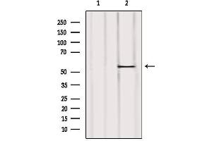 Western blot analysis of extracts from Mouse liver, using UGT2B7 Antibody. (UGT2B7 antibody)
