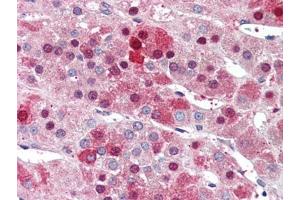 Human Adrenal (formalin-fixed, paraffin-embedded) stained with NDC80at 5 µg/ml followed by biotinylated anti-goat IgG secondary antibody, alkaline phosphatase-streptavidin and chromogen. (NDC80 antibody  (C-Term))