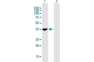 Western Blot analysis of SGOL1 expression in transfected 293T cell line by SGOL1 MaxPab polyclonal antibody. (Shugoshin antibody  (AA 1-292))