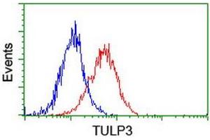 Flow cytometric Analysis of Hela cells, using anti-TULP3 antibody (ABIN2455526), (Red), compared to a nonspecific negative control antibody, (Blue).
