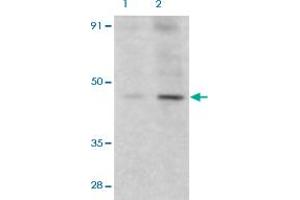 Western Blot (Cell lysate) analysis of HeLa cells with 2 ug/mL DFFA polyclonal antibody . (DFFA antibody  (AA 2-21))