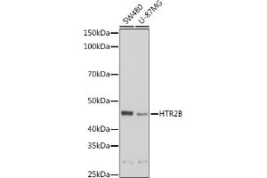 Western blot analysis of extracts of various cell lines, using HTR2B Rabbit pAb (ABIN6127310, ABIN6142069, ABIN6142070 and ABIN6221320) at 1:1000 dilution. (Serotonin Receptor 2B antibody  (AA 382-481))