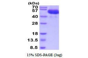 SDS-PAGE (SDS) image for Interleukin 11 Receptor, alpha Chain 1 (IL11RA1) (AA 24-371) protein (His tag) (ABIN6387873)