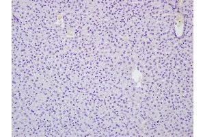 RNF213 antibody  (AA 4750-4800)