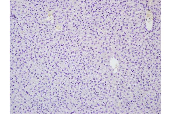 RNF213 antibody  (AA 4750-4800)