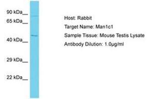 Image no. 1 for anti-Mannosidase, Alpha, Class 1C, Member 1 (MAN1C1) (AA 522-571) antibody (ABIN6750319) (MAN1C1 antibody  (AA 522-571))