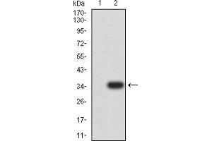 Western Blotting (WB) image for anti-Tumor Necrosis Factor Receptor Superfamily, Member 12A (TNFRSF12A) (AA 28-80) antibody (ABIN7193220)