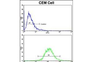 Flow cytometric analysis of CEM cells using HMHA1 Antibody (bottom histogram) compared to a negative control cell (top histogram). (HMHA1 antibody  (AA 877-903))