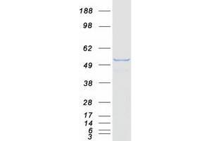 Validation with Western Blot (Retinoid X Receptor gamma Protein (Transcript Variant 1) (Myc-DYKDDDDK Tag))