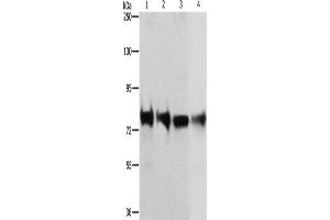 Western Blotting (WB) image for anti-K-Cadherin (CDH6) antibody (ABIN2429322) (CDH6 antibody)