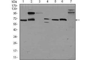 Western blot analysis using GPC3 mouse mAb against HepG2 (1), HEK293 (2), Jurkat (3), SK-N-SH (4), PC-12 (5), F9 (6)and Mouse liver (7) cell lysate.