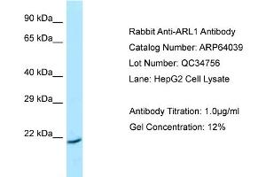 Western Blotting (WB) image for anti-ADP Ribosylation Factor Like GTPase 1 (ARL1) (C-Term) antibody (ABIN2789707)