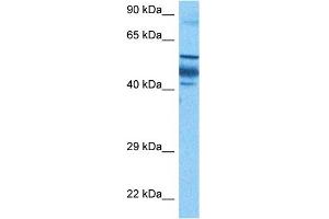 ZNF519 antibody  (N-Term)