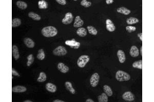 Immunofluorescent staining of U-2 OS (ATCC HTB-96) cells. (CDC5L antibody  (AA 109-303))
