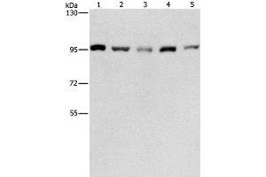 Western Blot analysis of HepG2, K562, Jurkat, 231 and hela cell using CDC46 Polyclonal Antibody at dilution of 1:475 (MCM5 antibody)