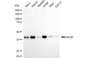 anti-HLA Class I alpha F (HLAF) antibody