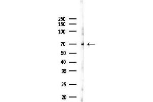anti-Natural Killer Cell Receptor 2B4 (CD244) (N-Term) antibody