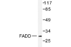 Image no. 1 for anti-Fas (TNFRSF6)-Associated Via Death Domain (FADD) antibody (ABIN271887) (FADD antibody)